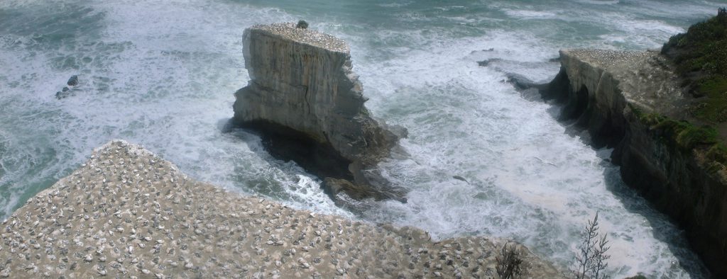 Muriwai Beach Gannets