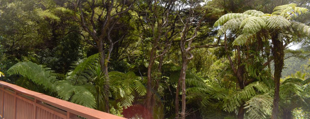 Auckland Rainforest