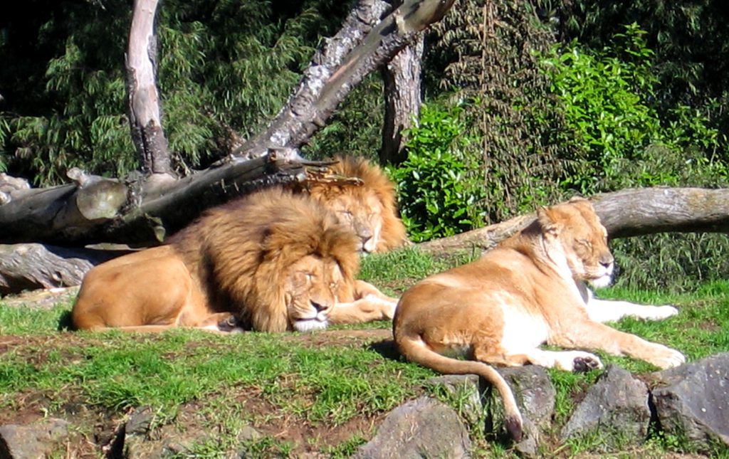 auckland zoo lions